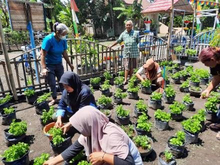 KWT Putri Kencana Panen Bayam Brazil dan Sawi Sendok