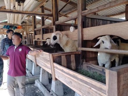 Field Trip Taruna Tani : Budidaya Domba Kontes