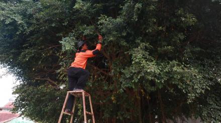 Merapikan Pohon Beringin Kalurahan Gilangharjo Persiapan Hari Jadi Kalurahan
